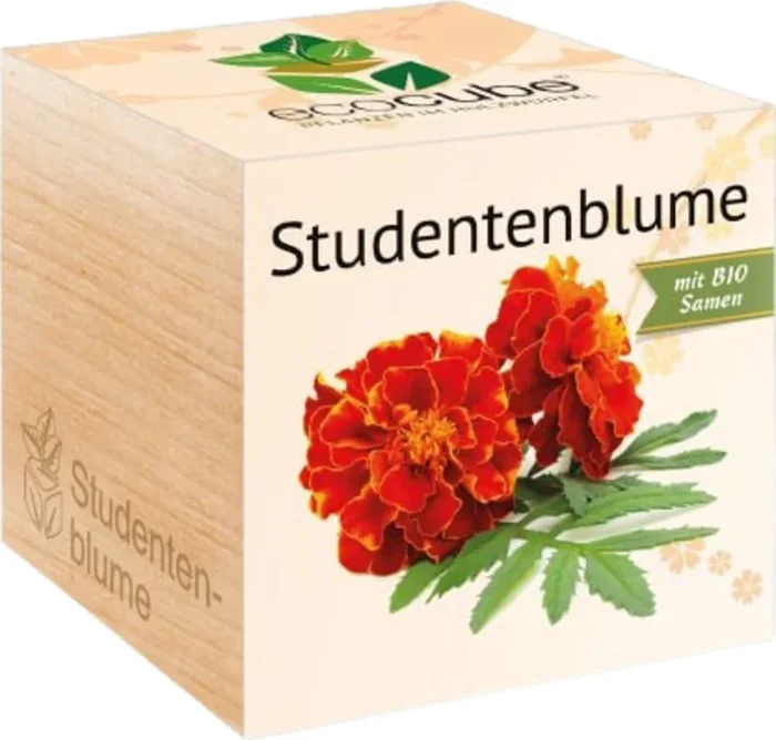 Feel Green ecocube „Studentenblume“