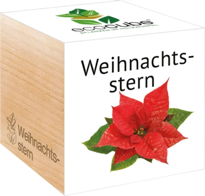 Feel Green ecocube „Weihnachtsstern“
