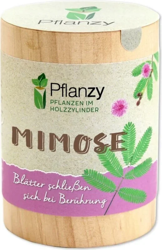 Feel Green Pflanzy „Mimose“