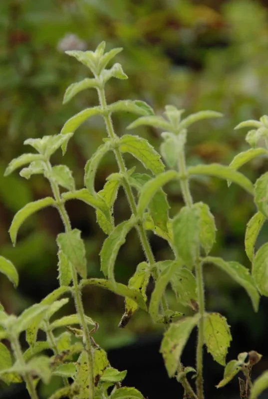 Feigen-Minze – Mentha species ‚Tomentosa‘