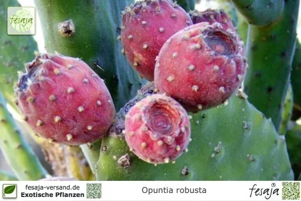 Feigenkaktus, Opuntia ficus indica, Pflanze