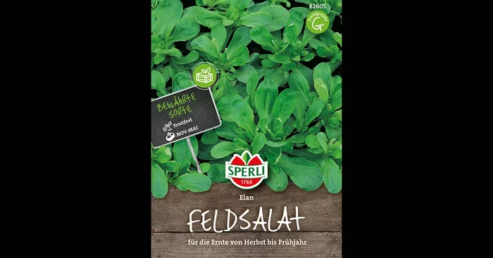 Feldsalat ‚Elan‘