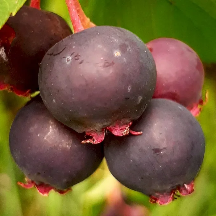 Felsenbirne Greatberry (R) Garden – Amelanchier alnifolia