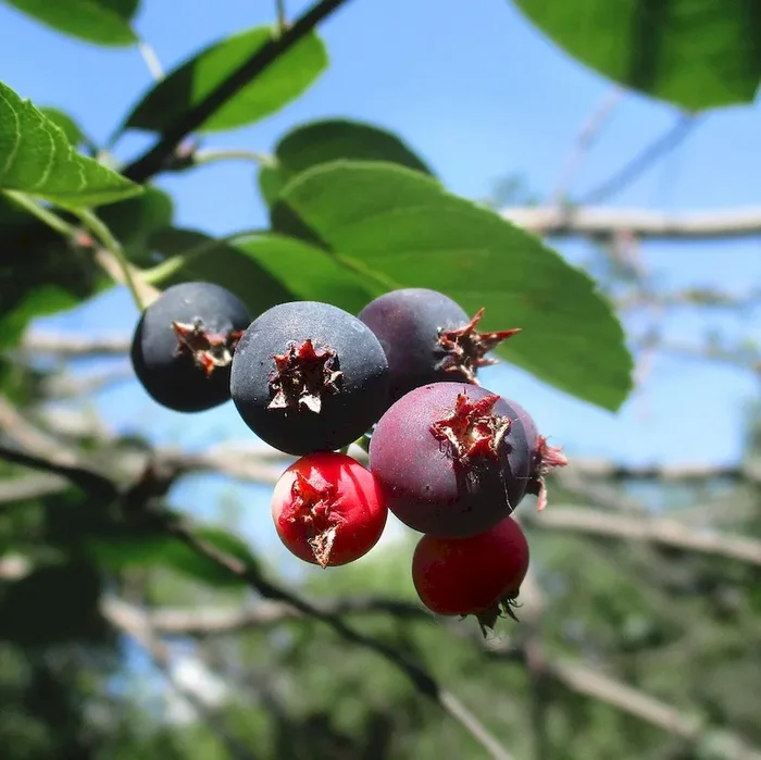 Felsenbirne Northline – Amelanchier alnifolia