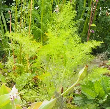 Fenchel (Foeniculum vulgare) „Bio“