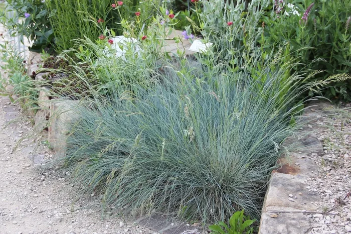 Festuca cinerea ‚Azurit‘ (Blau-Schwingel)