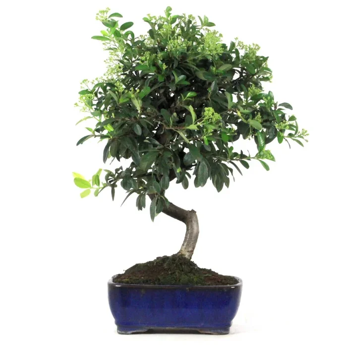 Feuerdorn Bonsai Pyracantha sp. 10 Jahre 50 cm