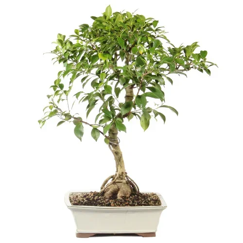 Ficus – ST5724GGF-P