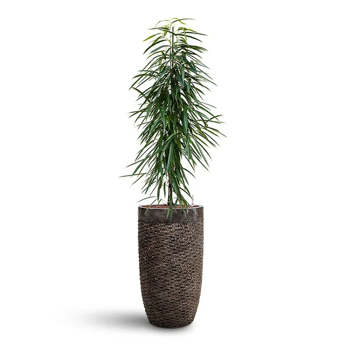 Ficus Alii HydroCare in Luxe Lite Layer Partner – Bronze