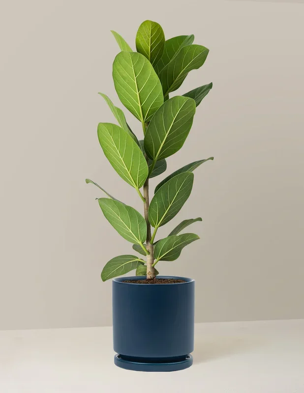 Ficus Audrey Tree