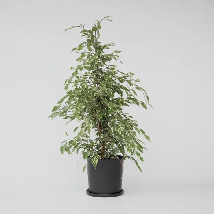 Ficus Benjamina Twilight
