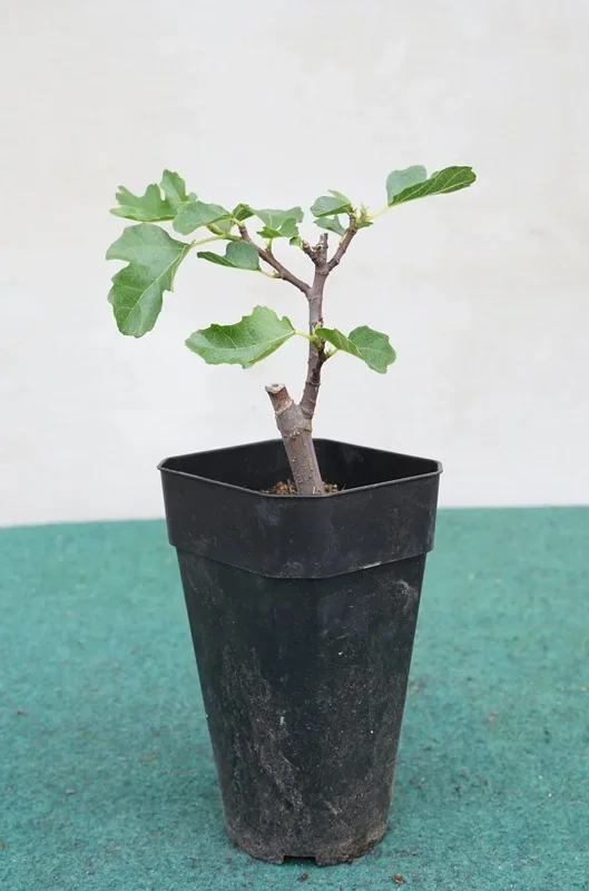 Ficus carica ‚Brown Turkey‘ – Pfälzer Fruchtfeige