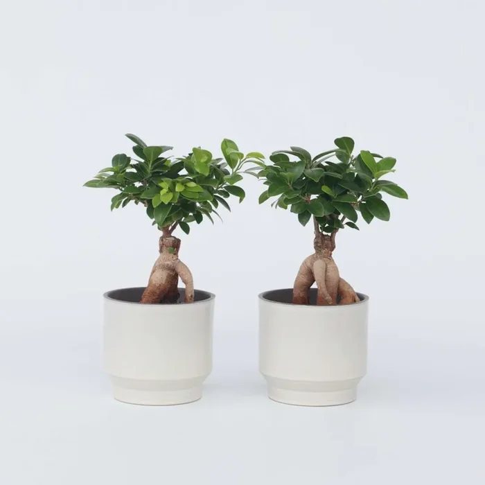 Ficus Ginseng – Japanese Bonsai – Set of 2
