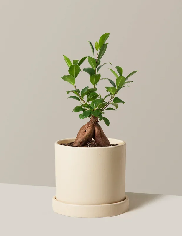 Ficus Ginseng