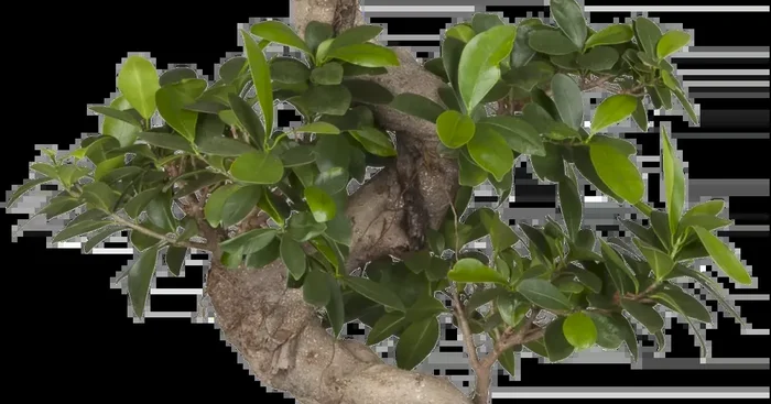 Ficus ginseng s type