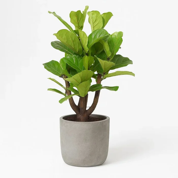 Ficus Lyrata verzweigt – 120cm