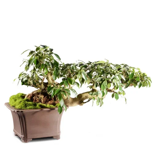 Ficus Retusa – ST4215FR-V