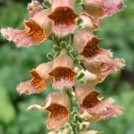 Fingerhut (Digitalis ferruginea ‚Gelber Herold‘)