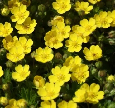 Fingerkraut (Potentilla verna) „Bio“