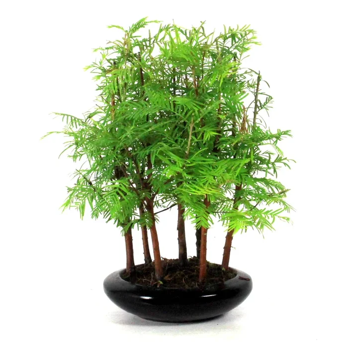 Fingerstrauch Bonsai Potentilla fruticosa 10 Jahre 33 cm