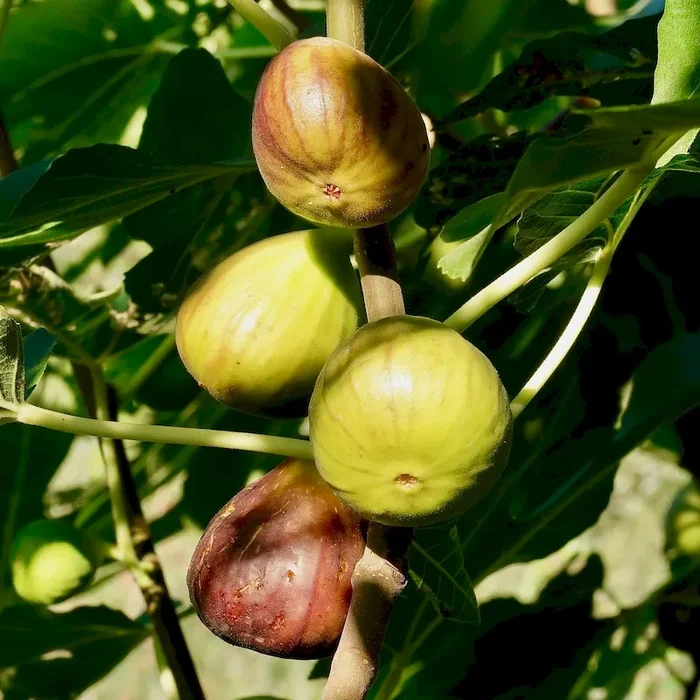Firoma® – kompakt wachsende Fruchtfeige