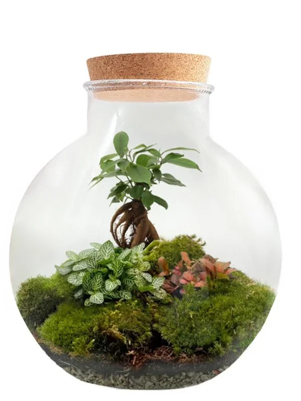 Fittonia Spherical Flaschengarten – DIY Komplettset