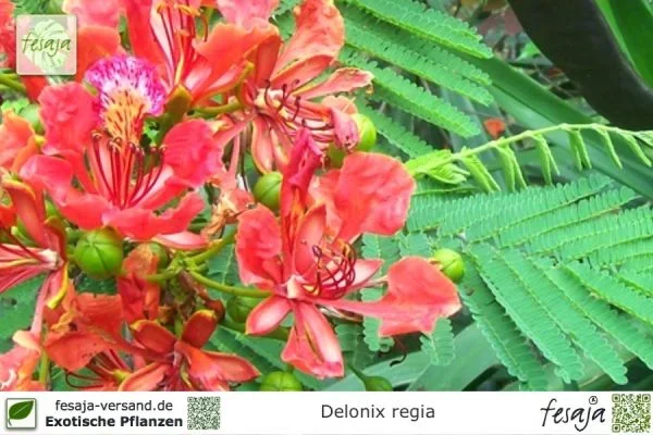 Flammenbaum, Delonix regia, Pflanze