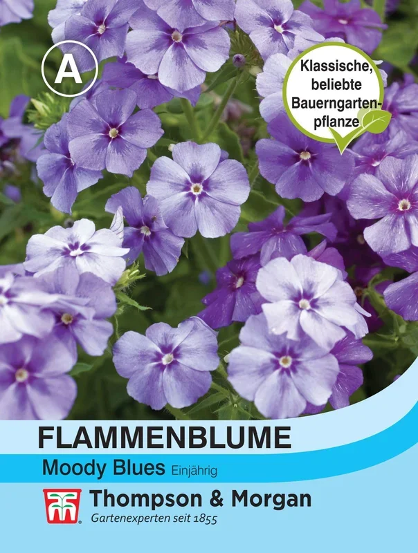 Flammenblume Moody Blues