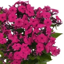 Flammenblume (Phlox) FAMOUS Pro Cerise