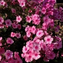 Flammenblume (Phlox paniculata) Argus