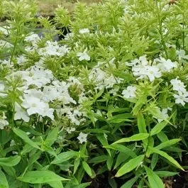 Flammenblume (Phlox paniculata) Rembrandt