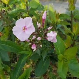 Flammenblume (Phlox paniculata) Sweet Summer Sensation®