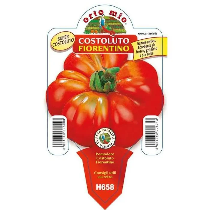 Florentiner Costoluto Tomatenpflanze im Topf