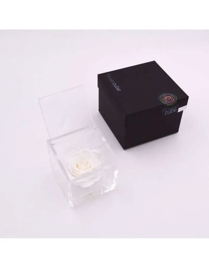 Flowercube 12 x 12 weiße stabilisierte Rose