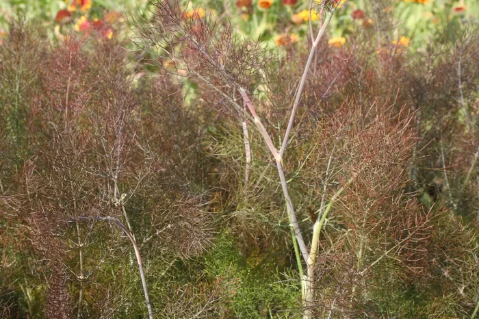 Foeniculum vulgare ‚Atropurpureum‘ (Dunkelblättriger Garten-Fenchel)