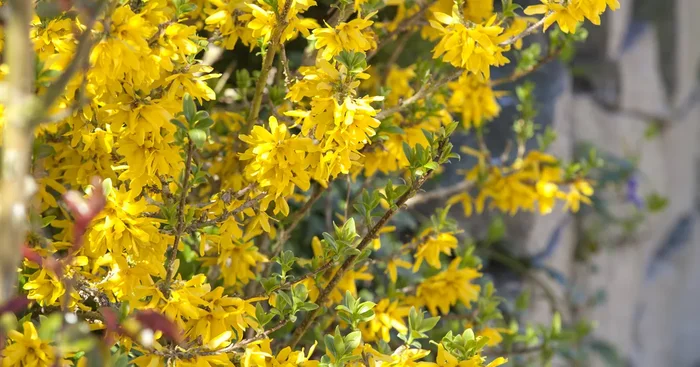 Forsythia x intermedia${2}