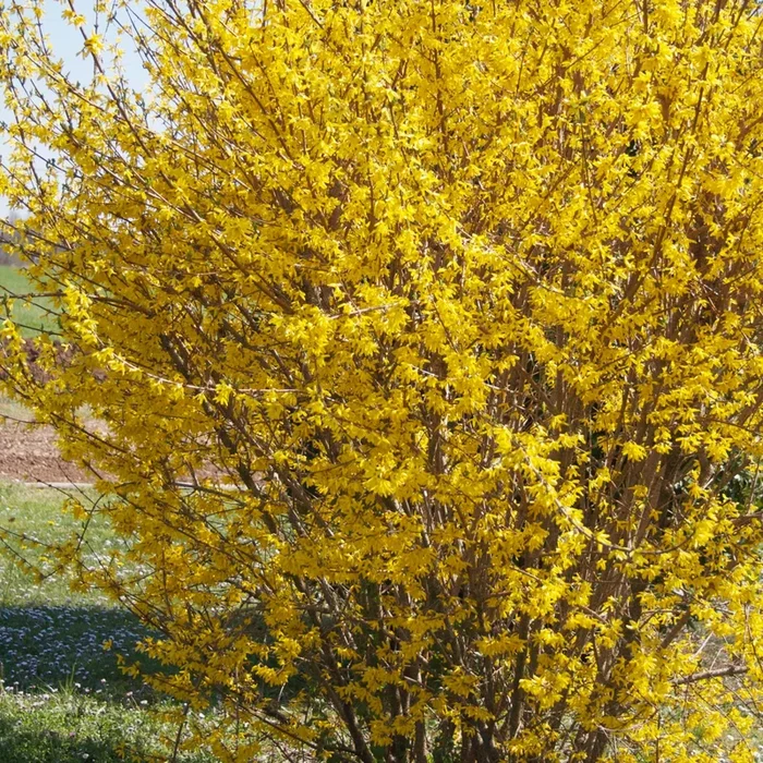 Forsythie Marée d’Or ® (Goldene Flut)