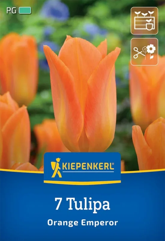 Fosteriana-Tulpe Orange Emperor (7 Stück)