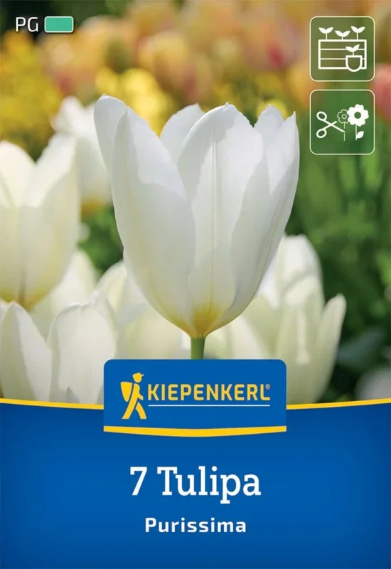 Fosteriana-Tulpe Purissima (7 Stück)