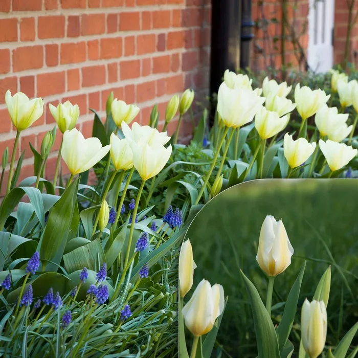 Fosteriana-Tulpen Purissima
