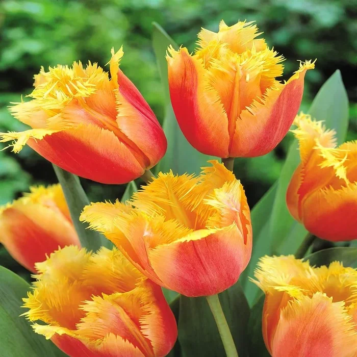 Fransen Tulpen