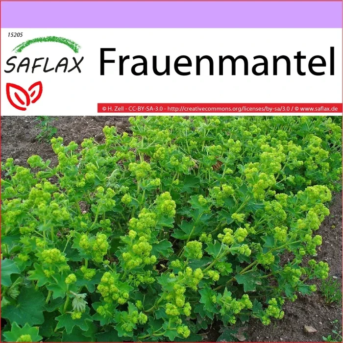 Frauenmantel – Alchemilla vulgaris Heilpflanzen