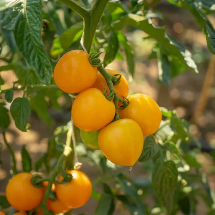 Freilandtomate gelb Bio-Gemüse-Samen