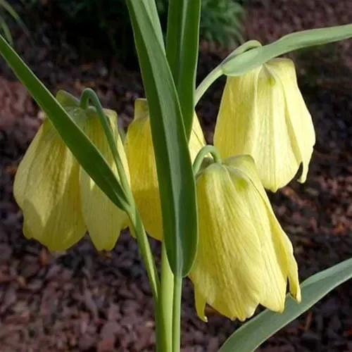 Fritillaria Pallidiflora