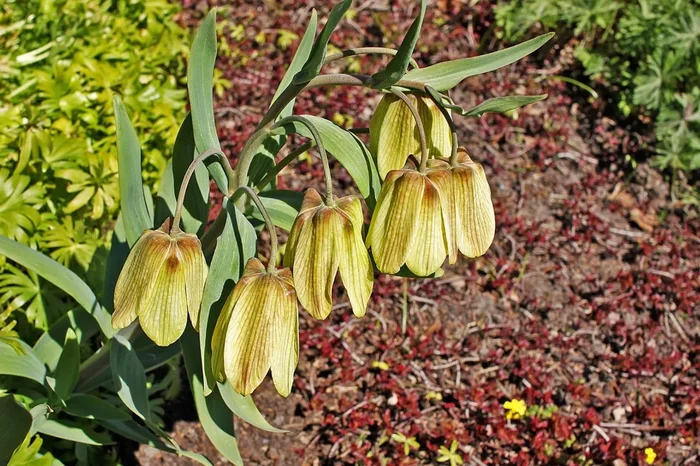 Fritillaria pallidiflora (Sibirische Schachbrettblume)