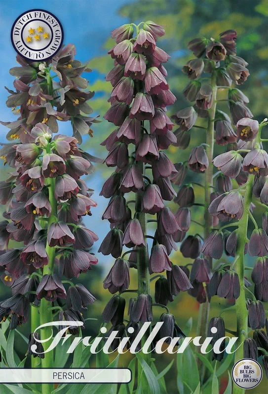 Fritillaria Persica (1 Stück)