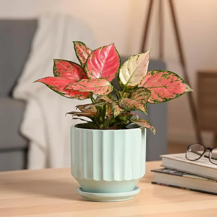 Frosted Ceramic Pot