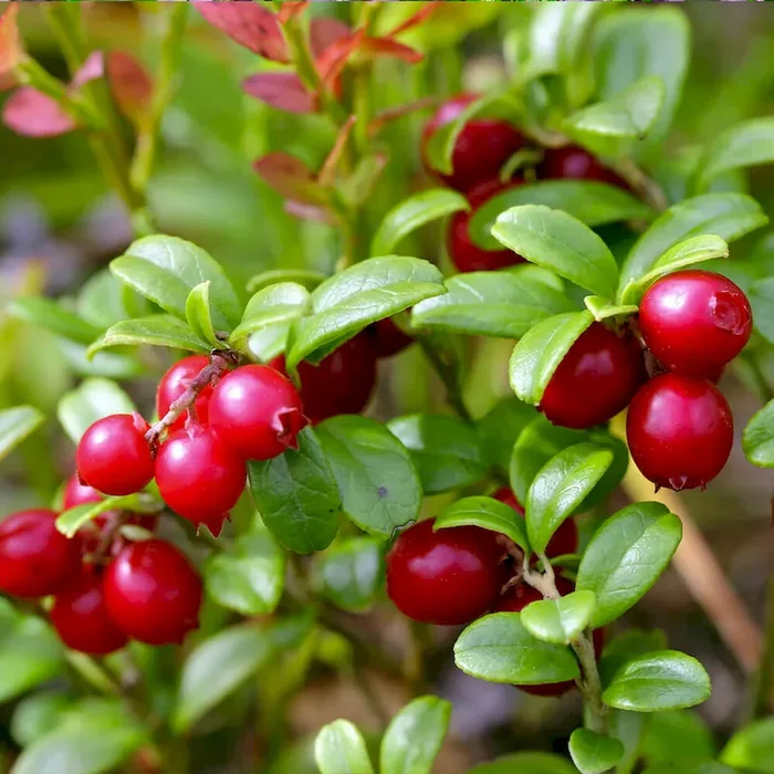 Fruchtender Bodendecker Cranberry Vaccinium macrocarpon – Bestellnummer 4409401
