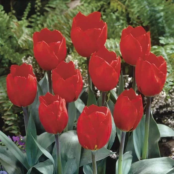 Früh blühende Tulpen