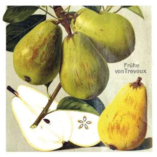 Frühe von Trevoux